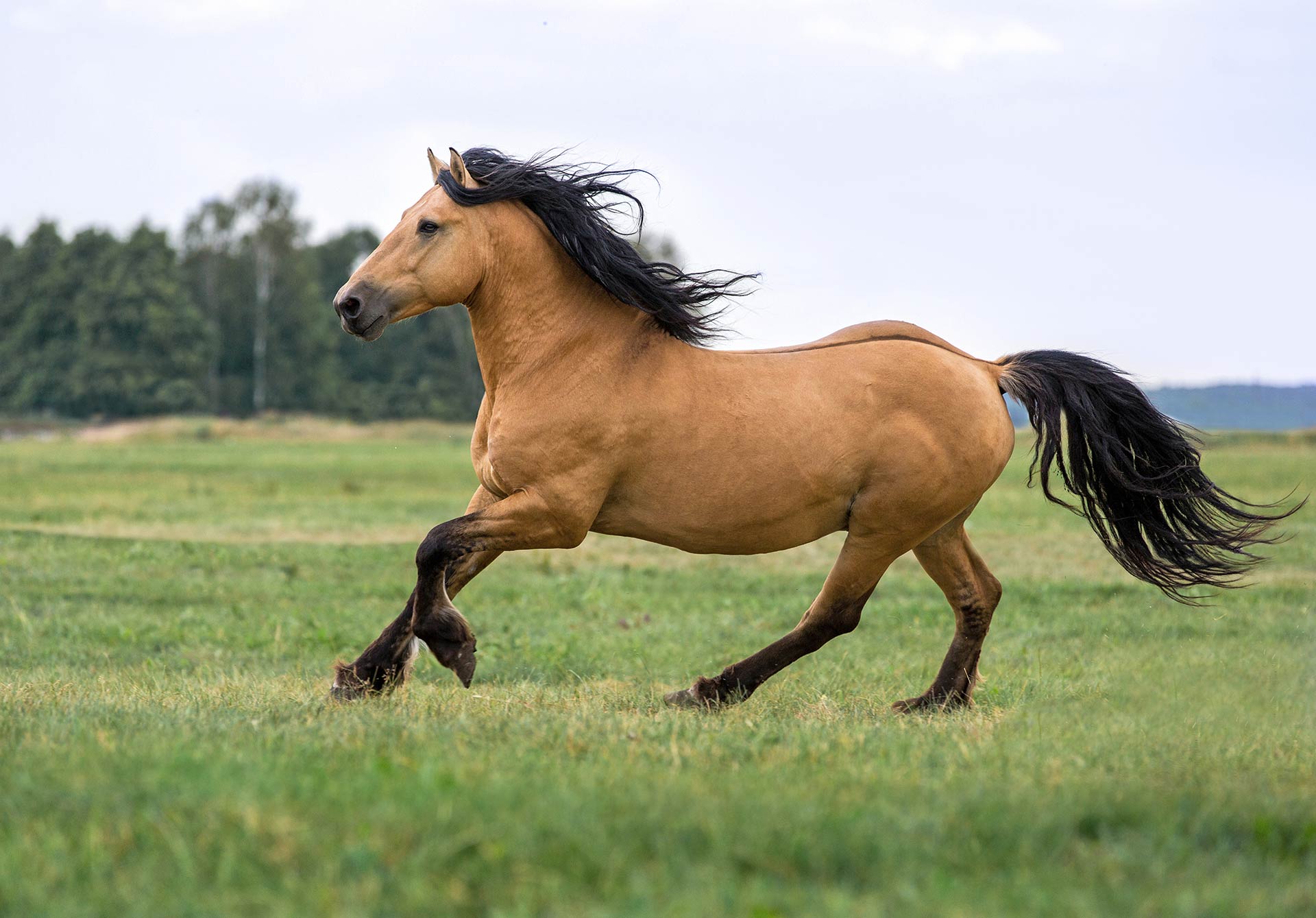 Manuka Haylage Quality Horse Feed Quirindi, NSW